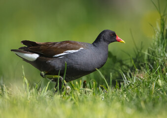 The common moorhen - adult bird in spring