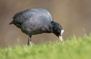 Eurasian coot - adult bird in spring
