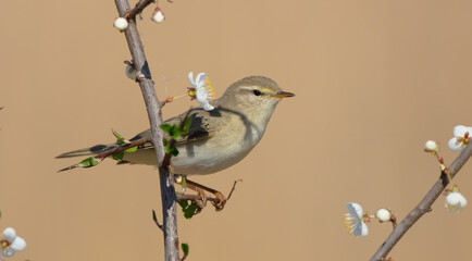 Willow warbler in early spring at a wetland 