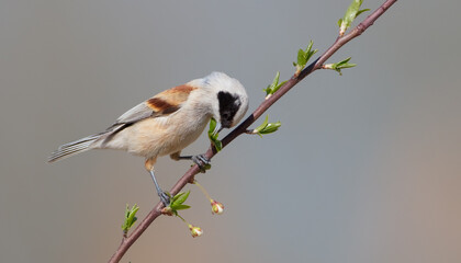 Eurasian Penduline Tit  at the wetland in spring