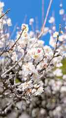tree blossom in spring