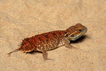 Xenagama taylori also known as the Shield-tailed Agama is endemic to the Horn of Africa. They have a unique tail that is used to block their burrows.