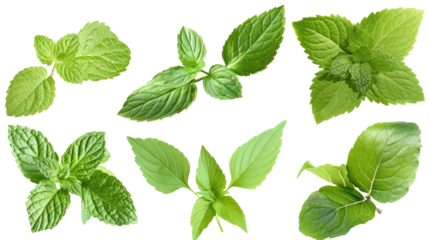 set of fresh mint leaves isolated on transparent background