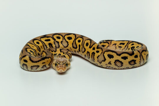 The Ball Python (Python regius) also called the Royal Python, is a python species native to West and Central Africa.