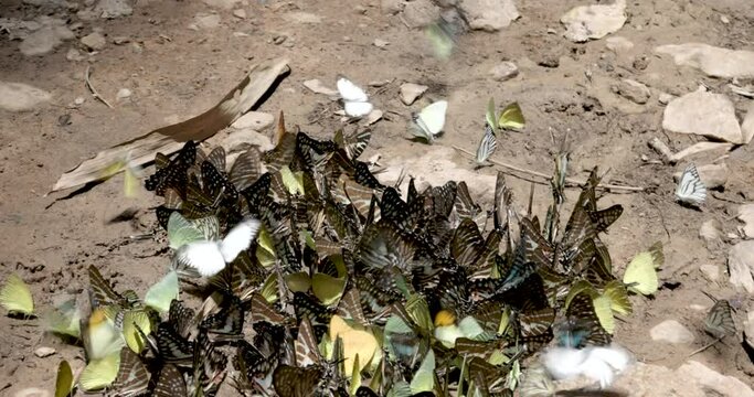 Beautiful butterfly in nature outdoors close-up macro in spring or summer. Group of butterflies puddling on the ground and flying in nature, Thailand Butterflies swarm eats minerals in Ban Krang Camp.