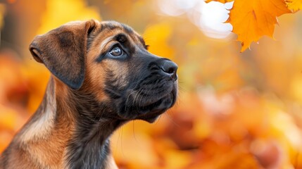  A tight shot of a dog holding a leaf, foreground filled with leaves Background consists of a blurred dog head and leaves