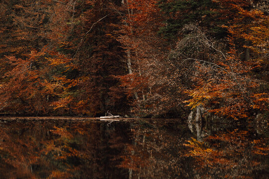 Serene autumn lake with vibrant tree reflections