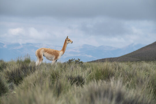 A lonely guanaco in the countryside of Argentina.