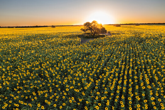A brilliant field of sunflowers in the Argentinian countryside.