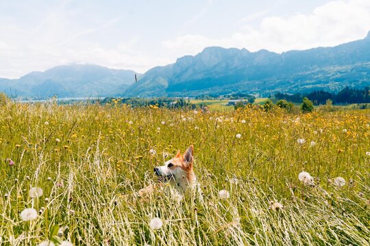 Corgi dog on a green meadow in Austria in spring