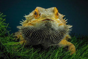 closeup of a bearded dragon