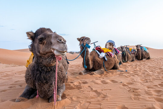 A line of five camels lay in the sand of the Sahara Desert.