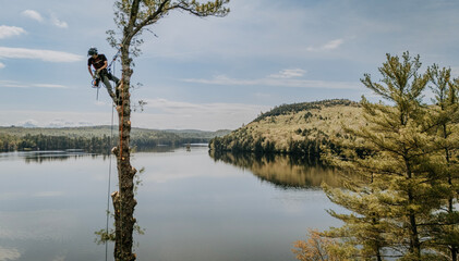 Tree arborist with chainsaw roped and hanging high up in pine.