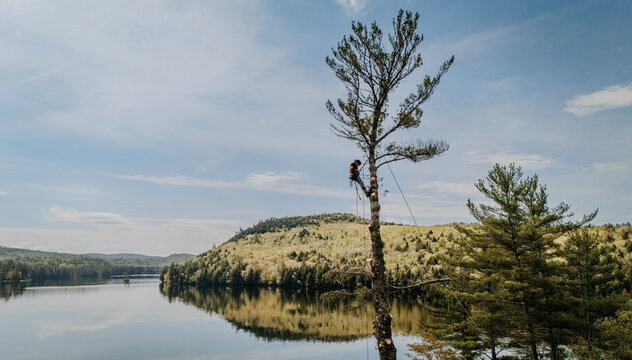 Tree arborist high in top branches white pine tree overlooking lake.