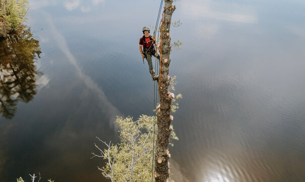 Tree arborist pauses for portrait high up in pine tree, Maine