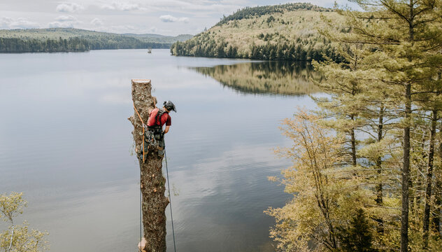 logger works high up in pine tree he is cutting down next to lake