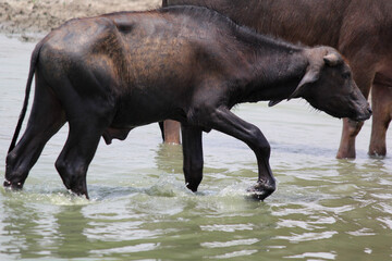 Fototapeta premium bull in the field close up shot of buffalo italian buffalo and indian buffalo