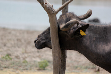  bull in the field close up shot of buffalo italian buffalo and indian buffalo