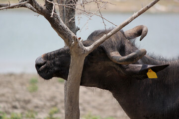  bull in the field close up shot of buffalo italian buffalo and indian buffalo