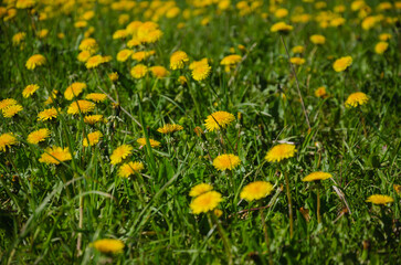 many yellow dandelions among the grass