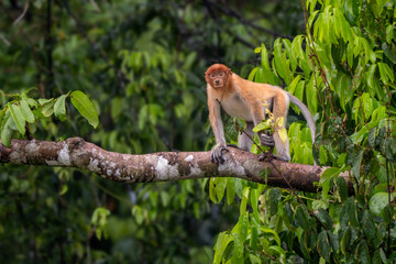 Fototapeta premium Proboscis Monkey - Nasalis larvatus, beautiful unique primate with large nose endemic to mangrove forests of the southeast Asian island of Borneo.