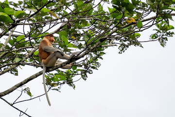 Fototapeta premium Proboscis Monkey - Nasalis larvatus, beautiful unique primate with large nose endemic to mangrove forests of the southeast Asian island of Borneo.