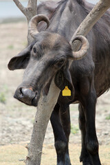 Fototapeta premium bull in the field close up shot of buffalo italian buffalo and indian buffalo