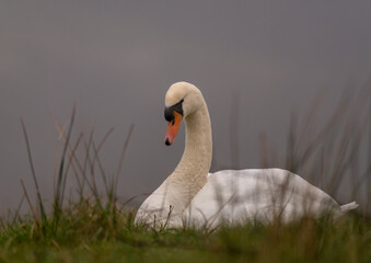 superbe portrait d'un cygne sauvage dans un endroit naturel en hiver