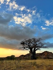 African Sunset with an ancient Baobab in portrait mode 