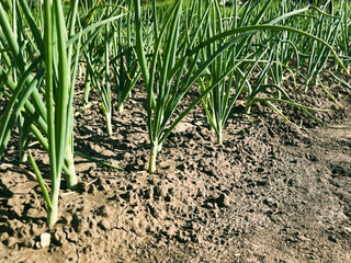 Green onion grows on a vegetable bed in the garden