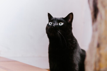 Beautiful black cat next to a textured wall, looking around very attentively. Domestic cats.