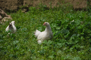 White Hen Among Grass In Summer