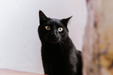 Beautiful black cat next to a textured wall, looking around very attentively. Domestic cats.