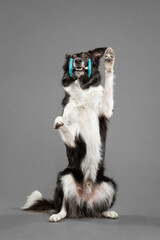 a border collie dog sitting pretty trick holding an obedience barbell on a grey background in the...