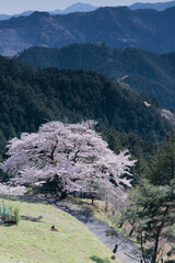 一本桜
