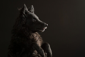 mudi dog head portrait on a black background in the studio
