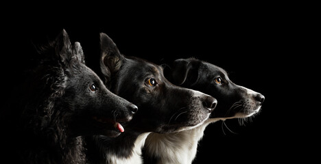 group of three dogs a mudi a border collie and a puppy dog head portrait on a black background in...