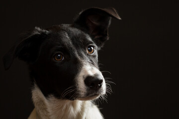 border collie puppy dog head portrait on a black background in the studio