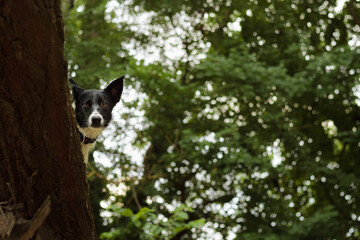 Fototapeta premium border collie dog peeking from behind a tree in nature