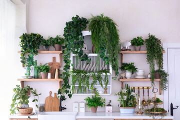 Stylish wooden open scandi Kitchen interior. Kitchen shelves with green plants in pots, utensils, houseplants and decor. Wooden Cuisine furniture with countertop, sink with faucet and stove with oven.