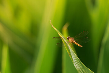 dragonfly in green background