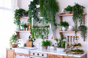 Stylish wooden open scandi Kitchen interior. Kitchen shelves with green plants in pots, utensils, houseplants and decor. Wooden Cuisine furniture with countertop, sink with faucet and stove with oven.