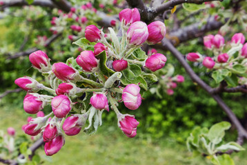 apple tree with apple blossom buds in spring