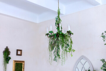 Beautiful chandelier with candles lamps and decorative green ivy plant. Chandelier on ceiling...