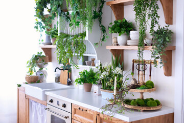 Stylish wooden open scandi Kitchen interior. Kitchen shelves with green plants in pots, utensils, houseplants and decor. Wooden Cuisine furniture with countertop, sink with faucet and stove with oven.