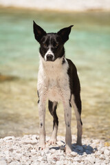 border collie dog portrait at an alpine mountain creek in the summer standing on the shore