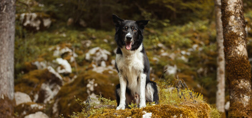 a border collie dog sitting portrait in a rocky mossy forest