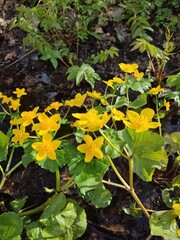 Caltha palustris. Vertical photo