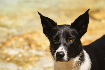 border collie dog head portrait at an alpine mountain creek in the summer