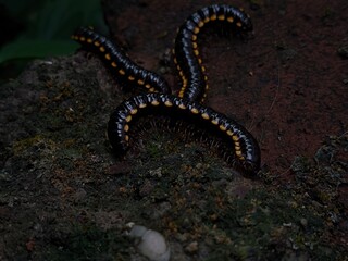 Yellow spotted millipedes or Harpaphe haydeniana mostly live in Asia